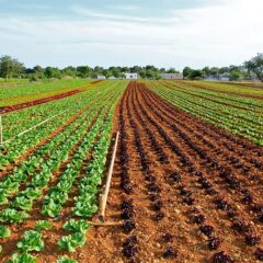無農薬野菜と有機・オーガニック野菜の違いは？それぞれの特徴を紹介